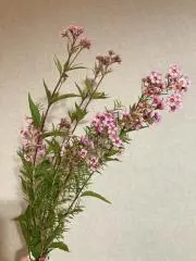 otamasan