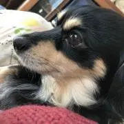 ren