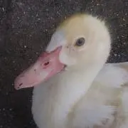 梨