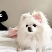 おんぷの画像