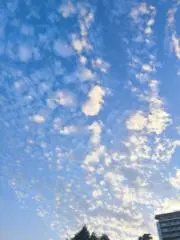 アカネの画像