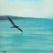 ユーカリプタス