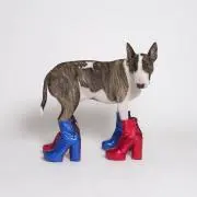 rの画像