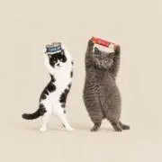 こはごも