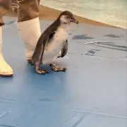 くらまあまねの画像