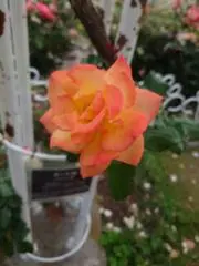 なのはなこの画像