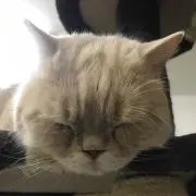 ねこねこの画像