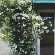 miranopkの画像