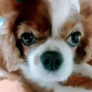 まこと虫の画像