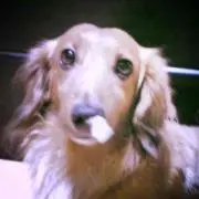 Beeの画像