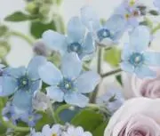 めい☆の画像