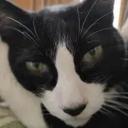 ボンド