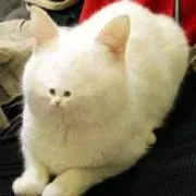 蜜柑230の画像