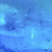 むーみんの画像