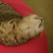 ミ水