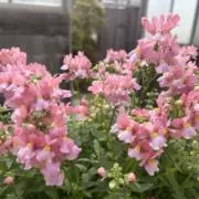真央　プロフ必読♡即購入可の画像