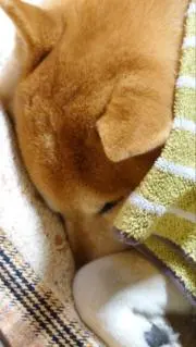 なちのん