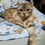GReeeeN大好き