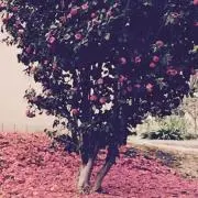 クラムボンの画像