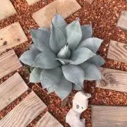 ひよこの画像