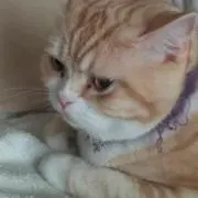 あるる