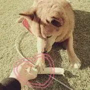 ぽん