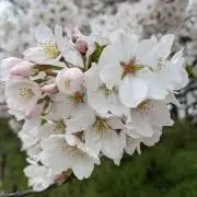ネコバスの画像