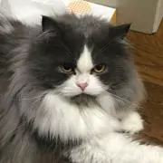 かじ