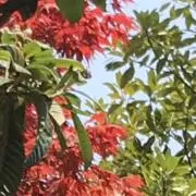 ★の画像