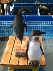 ここまろ