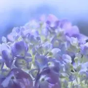 もぐらの画像