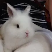 みかんの画像