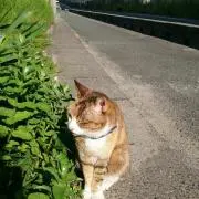あいの画像