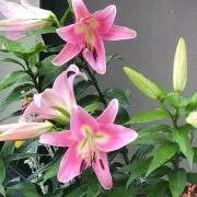 だんだん