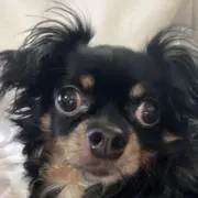 ういりーの画像