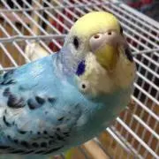 あひる