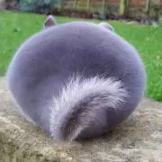 kkの画像