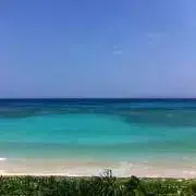 ハニーの画像