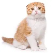 ねこ