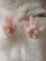 ham
