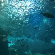 fortuneの画像