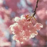こと☆はる