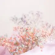 24の画像
