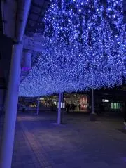 台所の人