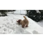 ここあの画像