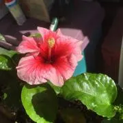 てぃーだ