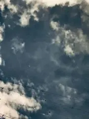 らんの画像