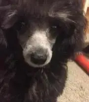 りんりんの画像