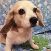 メル
