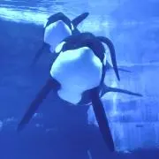 ももの画像